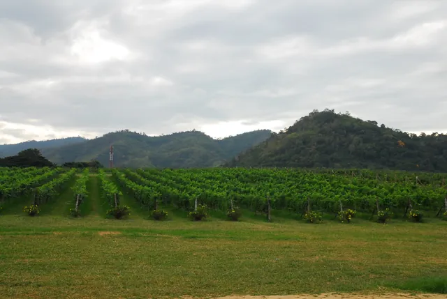 ไร่ไวน์ PB Valley และ GranMonte