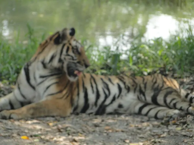 โซน Safari Park