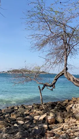 เกาะแสมสาร
